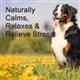 Casper's Calming High Protein Grain Free Dog & Cat Treats 70g